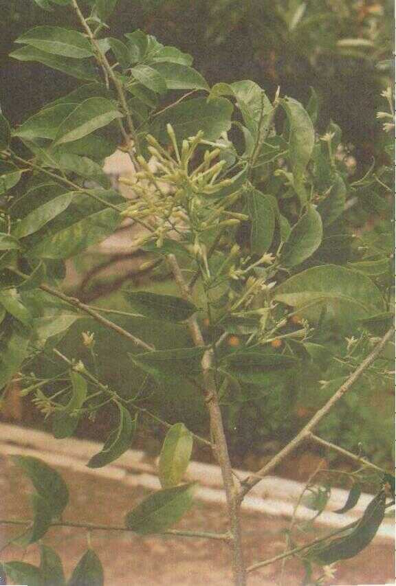 Sedap Malam (Cestrum nocturnum L.)