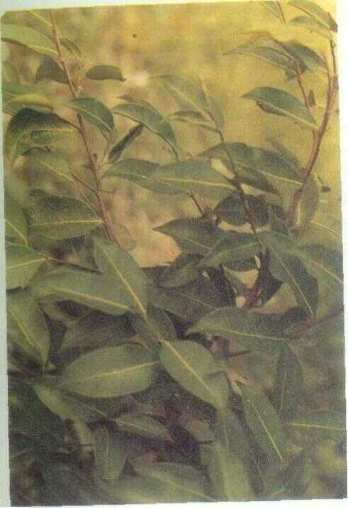 Ilat-ilatan / Pangsar (Ficus callosa Willd.)