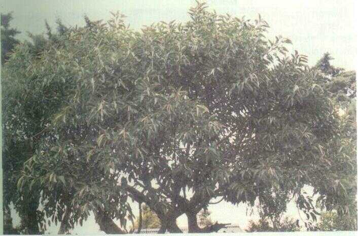 Karet Kebo (Ficus elastica Nois. ex Bl.)