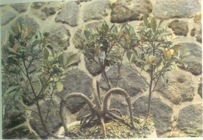 Iprih (Ficus glabella Bl.)