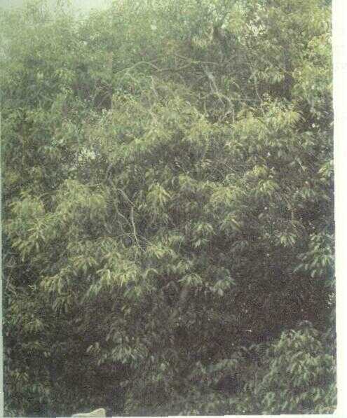 Elo / Lo (Ficus glomerata Roxb.)
