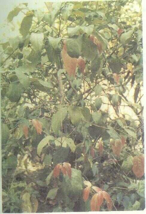 Rukam (Flacourtia rukam Zoll. & Mor.)