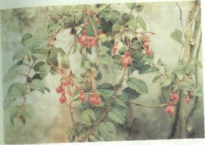 Kembang Anting-anting (Fuchsia speciosa Hort.)