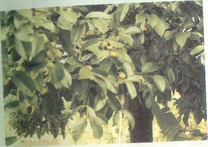 Manggis (Garcinia mangostana L.)
