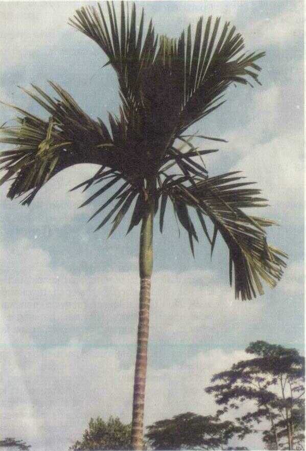 Pinang (Areca catechu L.)