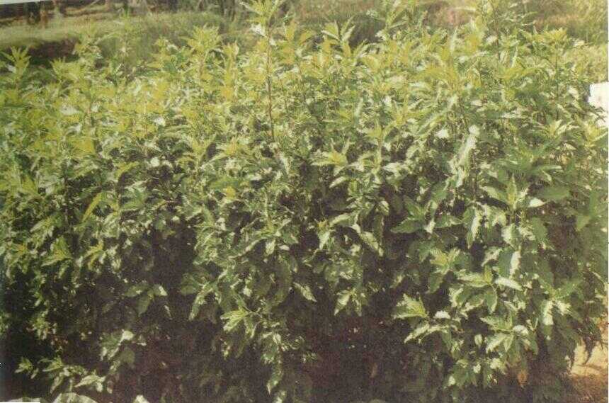 Senopodii (Chenopodium ambrosioides L.)