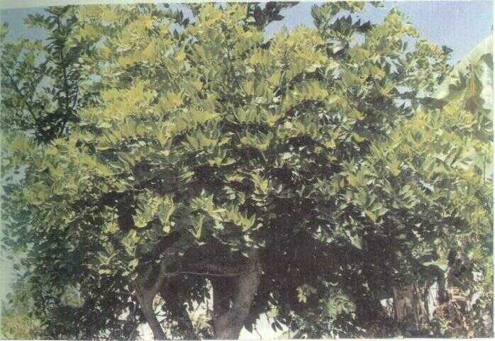 Gamal / Glirisidia (Gliricidia sepium (Jacq.) Kunth ex Walp.)