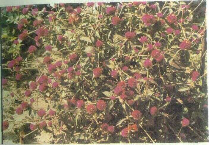 Bunga Kancing / Kenop (Gomphrena globosa L.)