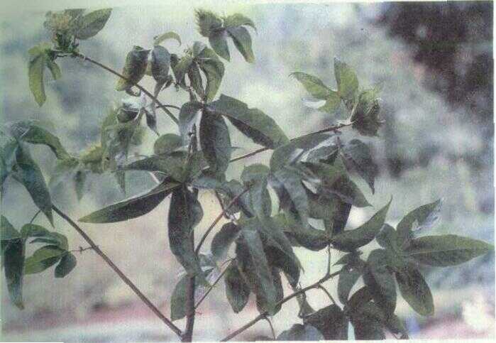 Kapas (Gossypium arboreum L.)