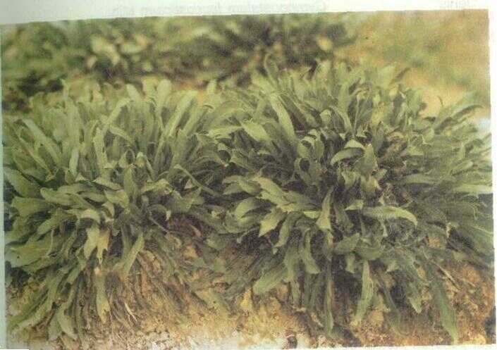 Grindelia (Grindelia robusta Nutt.)