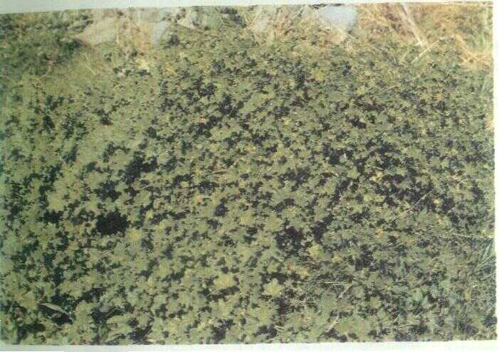 Kemarogan (Gymnopetalum leucostictum Miq.)