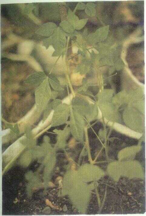 Enceng-enceng / Maman Lanang (Gynandropsis ginandra (L.) Briq.)