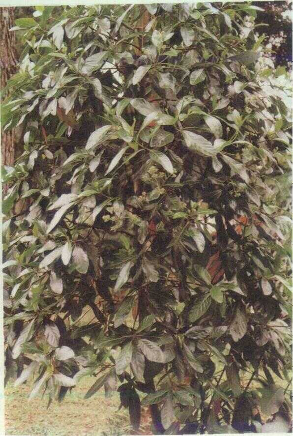 Kina (Cinchona ledgeriana Moens.)