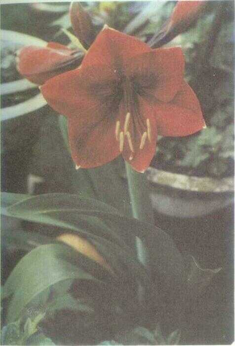 Kembang Torong / Amarilis (Hippeastrum puniceum (Lamk.) O. K.)