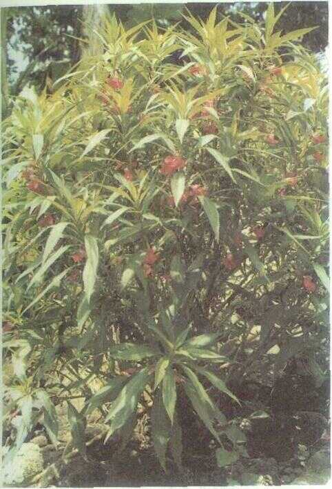 Pacar Banyu (Impatiens platypetala Lindl.)