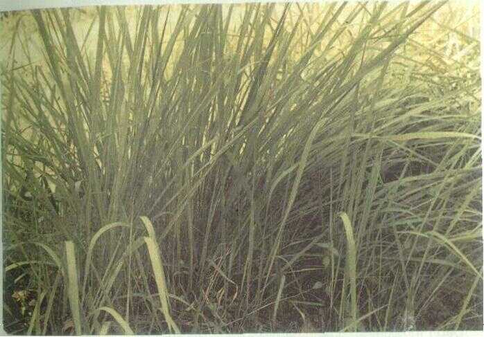 Alang-alang (Imperata cylindrica Beauv.)