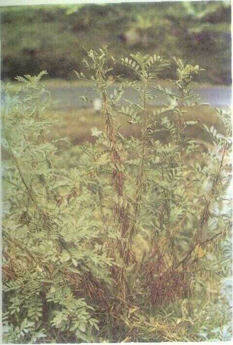 Tarum / Nila (Indigofera sumatrana Gaertn.)