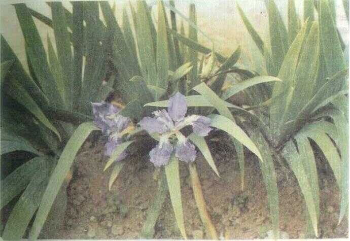 Iris / Orris (Iris pallida Lamk.)
