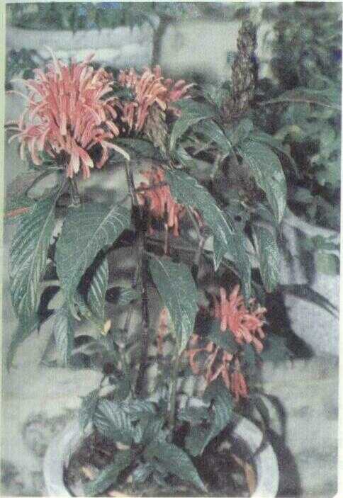 Air Mancur (Jacobinia carnea (Lindl.) Nichols)