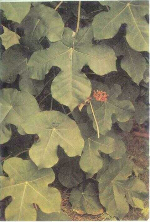Jarak Bali / Jarak Budeg (Jatropha podagrica Hook.)