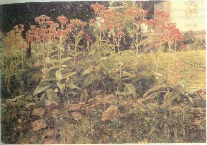 Sosor Bebek (Kalanchoe daigremontiana DC.)