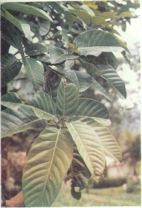 Kibentili / Kayu Santan (Kickxia arborea Bl.)