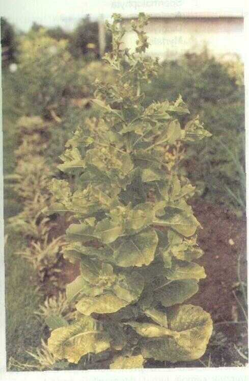 Selada (Lactuca sativa L.)