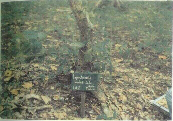 Bungur (Lagerstroemia loudonii T. & B.)