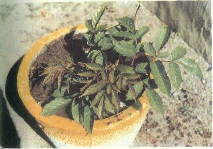 Girang Merah (Leea rubra Bl.)