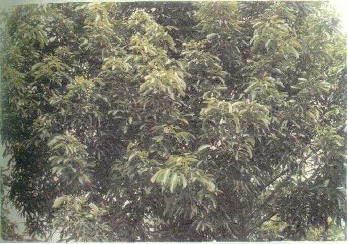 Leci (Litchi chinensis Sonn.)