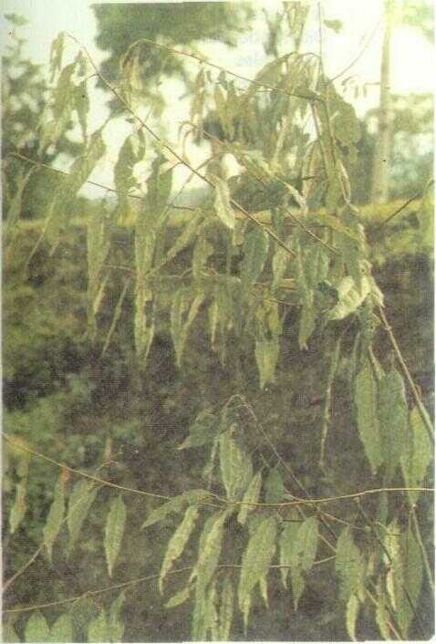 Krangean / Kilemo (Litsea cubeba Pers.)