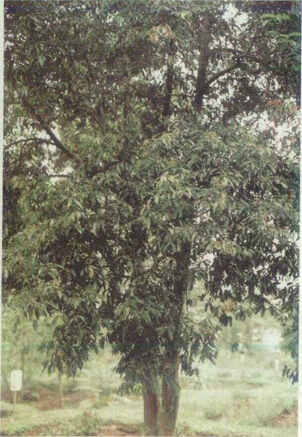 Kayu Manis / Manis Jangan (Cinnamomum burmanii Bl.)