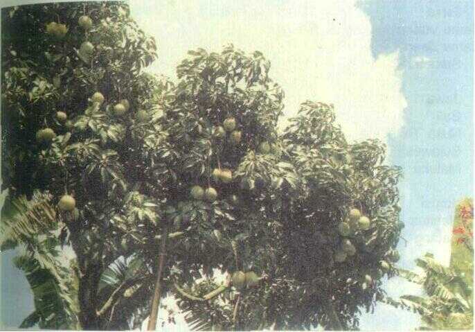 Mbacang / Pakel (Mangifera foetida Lour.)