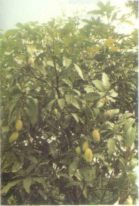 Mangga (Mangifera indica L.)