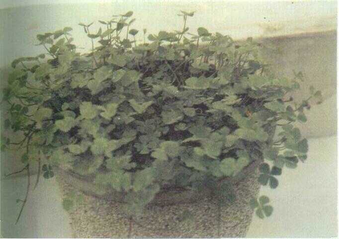 Semanggi (Marsilea crenata Presl.)