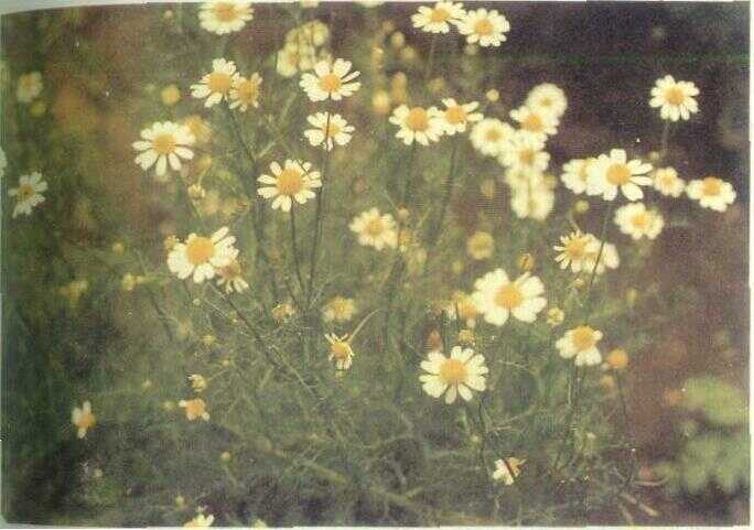 Chamomile / Teh Kembang (Matricaria chamomilla L.)