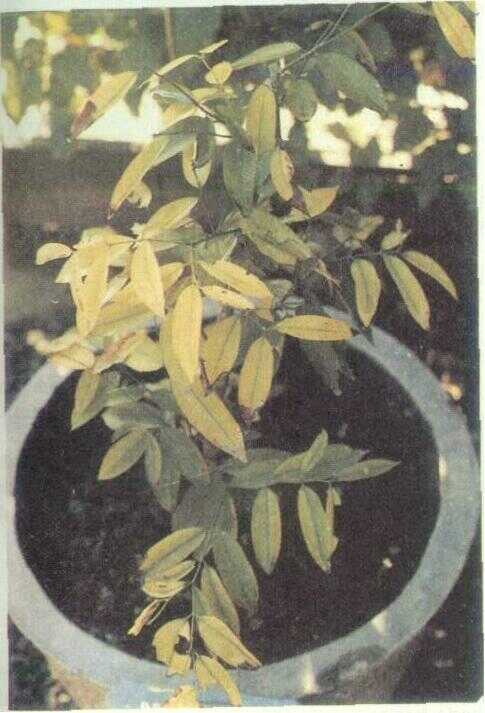 Nagasari / Penaga Lilin (Mesua ferrea L.)