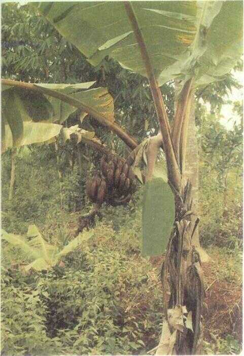 Pisang Ungu / Pisang Batu (Musa acuminata Colla.)