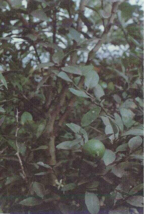 Jeruk Nipis (Citrus aurantifolia)