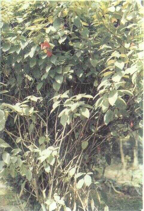 Nusa Indah (Mussaenda philippica L.)