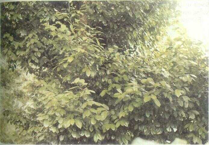 Pala (Myristica fragrans Houtt.)