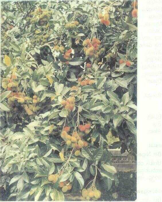 Rambutan (Nephelium lappaceum L.)