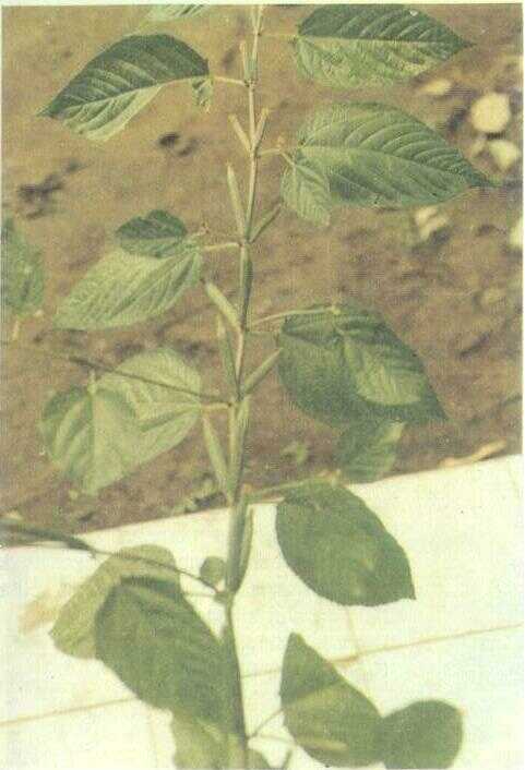 Jinten Hitam / Habbatussauda (Nigella sativa L.)