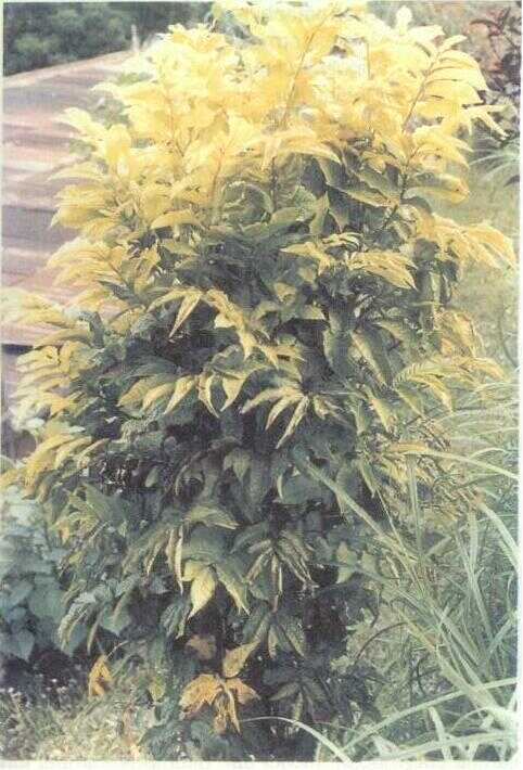 Kedondong Laut / Ming Aralia (Nothopanax fruticosum Miq.)