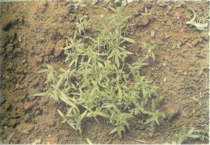 Lidah Ular (Oldenlandia corymbosa L.)