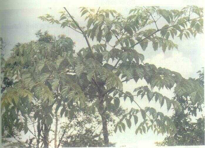 Kayu Lanang / Pongporang (Oroxylum indicum (L.) Vent.)