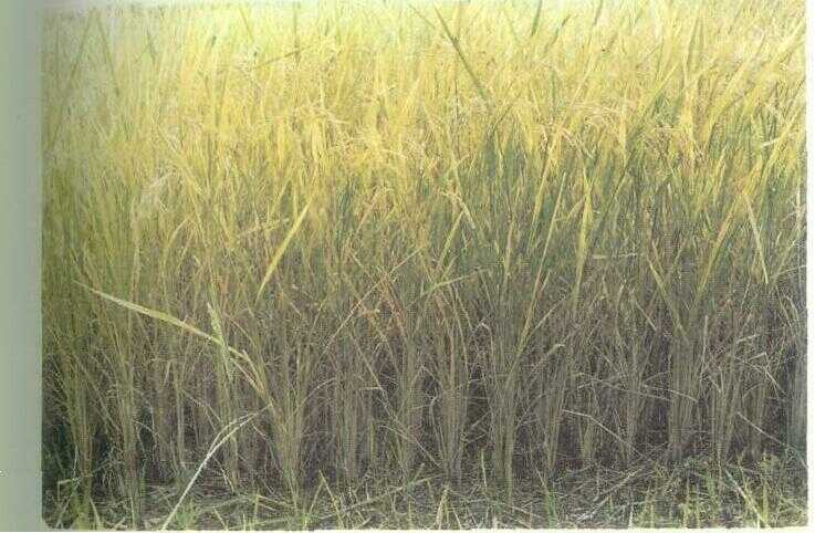 Padi (Oryza sativa L.)