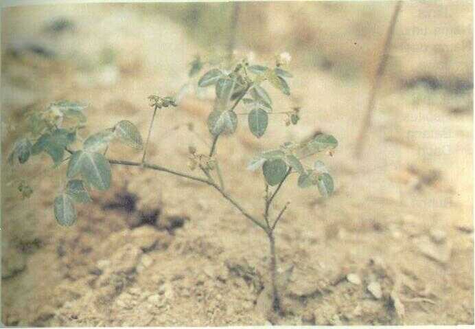 Calincing (Oxalis barrelieri L.)