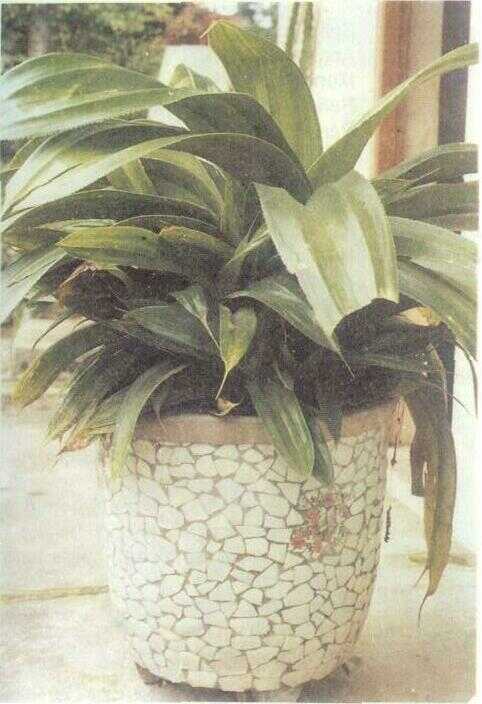 Pandan Bidur (Pandanus bidur Jungh. ex Miq.)