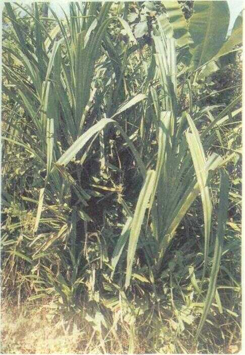 Pandan Kowang / Cangkuwang (Pandanus furcatus Roxb.)